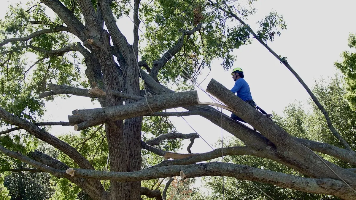 Professional Crown Thinning performed by certified arborists in Vicksburg