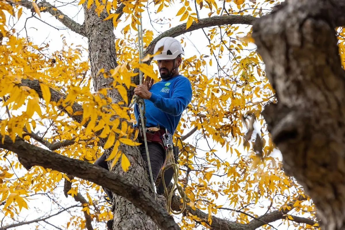 Skilled Tree Trimming crew working in Vicksburg