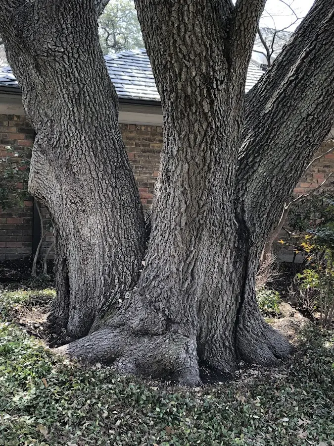 Mature heritage tree close to a Vicksburg property cared for by certified arborists